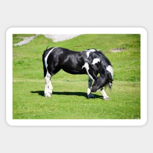 Horse / Swiss Artwork Photography Sticker